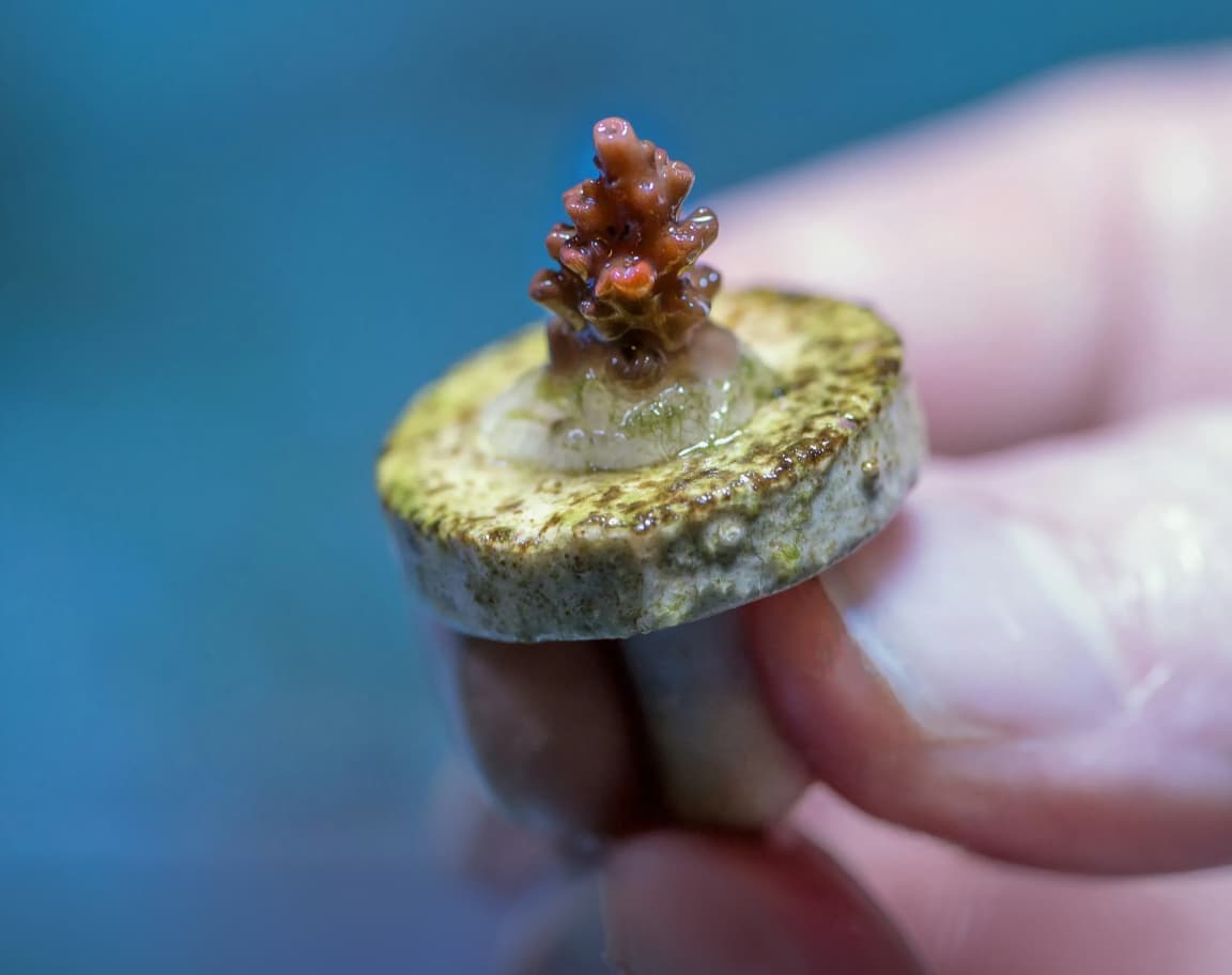 oceaterra